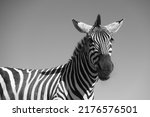 Small photo of beautiful black and white striped zebra froward blue background. cute animal wallpaper. african wildlife. looking face at sky.