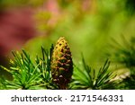 Green And Brown Fresh Pine Cone ...