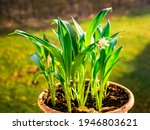 Small photo of Ramsons (Allium ursinum). Known as Bear's Garlic, Wild Garlic, Wood Garlic - grows and blooms at home in a pot