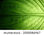 A beautiful fresh green leaf covered with raindrops and highlighted by the sun. The plant has a beautiful expressive structure.                         