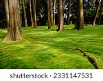 Small photo of Beautiful worm sunlight on green moss that spreads over the precincts ground in the Toshodai-ji Temple, Nara, JAPAN.