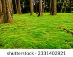 Small photo of Beautiful worm sunlight on green moss that spreads over the precincts ground in the Toshodai-ji Temple, Nara, JAPAN.