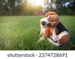 An adorable beagle dog...