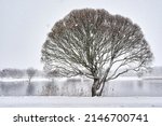 Tree In The Winter In The Snow...