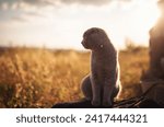 Small photo of Cat looking, gray scottish lop eared predator with beautiful yellow orange eyes. purebred gray cat sitting outside in a yellow field at sunset. british shorthair cat outdoor walking in harness.