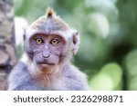 Small photo of Hilarious depiction of a monkey's face: A lighthearted and comical portrayal of a spirited monkey's countenance, spreading laughter and joy.