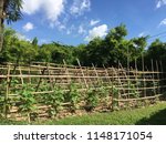 Small photo of Agriculture trelliswork of green climbing plant in sunny summer rural farm with green grass and blue sky background