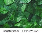 beautiful nature background of... | Shutterstock . vector #1444894364