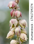 Yucca Plant In Bloom In The...
