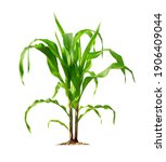 Corn Plant Isolated On A White...