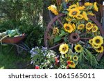 Sunflowers And Wagon Wheel ...