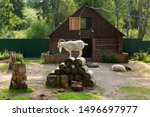 White Goat On Logs House