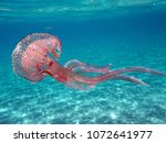 Tuscany, Italy. Pelagia noctiluca Jellyfish in the sea of Elba Island