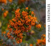 Small photo of Pyracantha navaho full of beautiful orange fruits in winter time