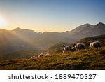 Landscape With Sheep In Sunset...