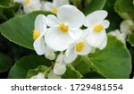 Begonia In Spring Blooms With...