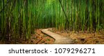 A Path Winds Through A Bamboo...