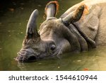 Dirty rhino in the muddy water...
