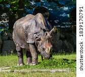Small photo of The Indian Rhinoceros, Rhinoceros unicornis is also called Greater One-horned Rhinoceros and Asian One-horned Rhinoceros and belongs to the Rhinocerotidae family.