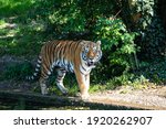The Siberian Tiger Panthera...