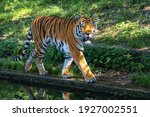 The Siberian Tiger Panthera...