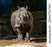 Small photo of The Indian Rhinoceros, Rhinoceros unicornis is also called Greater One-horned Rhinoceros and Asian One-horned Rhinoceros and belongs to the Rhinocerotidae family.