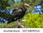Small photo of The northern bald ibis, hermit ibis, or waldrapp lat.Geronticus eremita is a migratory bird found in barren, semi-desert or rocky habitats, often close to running water.