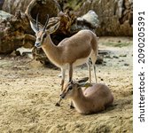 Small photo of Dorcas gazelle, Gazella, dorcas in Jerez de la Frontera, Andalusia in Spain