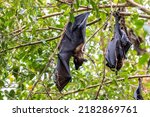 Small photo of Straw-coloured Fruit Bat - Eidolon helvum, beautiful small mammal from African forests and woodlands, Bwindi, Uganda.