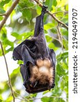 Small photo of Straw-coloured Fruit Bat - Eidolon helvum, beautiful small mammal from African forests and woodlands, Bwindi, Uganda.
