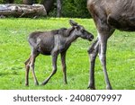 Small photo of Family of moose or elk, Alces alces is the largest extant species in the deer family. Moose are distinguished by the broad, flat, or palmate antlers of the males.