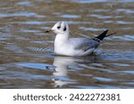 Small photo of The European Herring Gull, Larus argentatus is a large gull, One of the best known of all gulls along the shores of western Europe