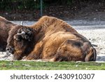 Small photo of The American bison or simply bison, also commonly known as the American buffalo or simply buffalo, is a North American species of bison that once roamed North America in vast herds.