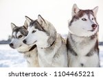 Three Siberian Husky Dogs Looks ...
