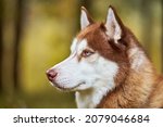 Siberian Husky Dog Portrait...