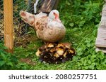 Muscovy Duck And Young...