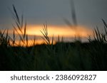 Small photo of Evening sunset through thick grass on meadow. Beautiful outdoor scenic sunset, soft focus. Rousing yellow sky landscape, blurred twilight background