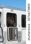 Small photo of horse looking out white trailer window dark bay or black horse inside horse box with window open equine portrait wearing leather halter blue sky on top vertical format room for type logo or masthead