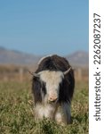 Small photo of young yak standing in field vertical photo of brown and white long haired yak looking at camera blue sky in background on yak farm in Wyoming U.S.A. cute small baby animal room for type or masthead