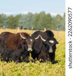 Small photo of two dark brown hairy yaks in a field on a yak farm in Wyoming long horned long haired yaks in grassy field raised for grass fed beef vertical format room for masthead blue sky and trees in background