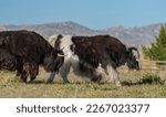 two yaks on yak farm playing with each other in paddock of yak beef farm in Wyoming U.S.A. raised for grass fed beef or meat long haired yaks playing in field mountains in background horizontal format