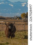 Small photo of large hairy brown yak with long horns looking at camera vertical full body of yak standing in fenced filed of yak farm looking at camera mountains and blue sky in background vertical format type space