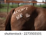 Horses rear end hind quarters or haunches wiht adopt me wording and heart in letters paste on to the horse shot at horse adoption event in Santa fe New Mexico by horse resuce companies horizontal 