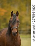 Small photo of horse portrait of bay morgan horse purebred morgan gelding bay in clolor brown with black mane and forelock ears forward and looking at camera fall foliage in background vertical fall horse image