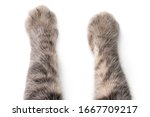 Cat's paws on white background.