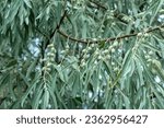 Small photo of Closeup of Elaeagnus angustifolia commonly called Russian olive, silver berry, oleaster, Persian olive, or wild olive branch with green fruits