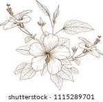 hibiscus flowers vector by hand ... | Shutterstock .eps vector #1115289701