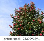 Small photo of Incredible beautiful red camellia - Camellia japonica, known as common camellia or Japanese camellia.