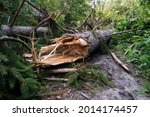 Large Forest Tree Snapped In...
