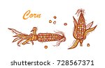 Flint Corn  Indian Corn Or...